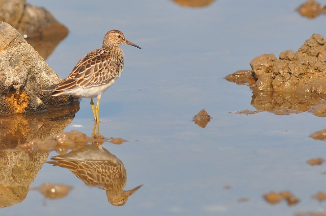 pectoral sandpiper, sandpiper-6.jpg - PECTORAL SANDPIPER - HAYLING ISLAND BILLY TRAIL - 27.9.09